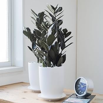 a*i様 ザミオクルカスレイヴン　1メートル以上　10号サイズ　超大型　超希少 a*i様 ザミオクルカスレイヴン 1メートル以上 10号サイズ 超大型